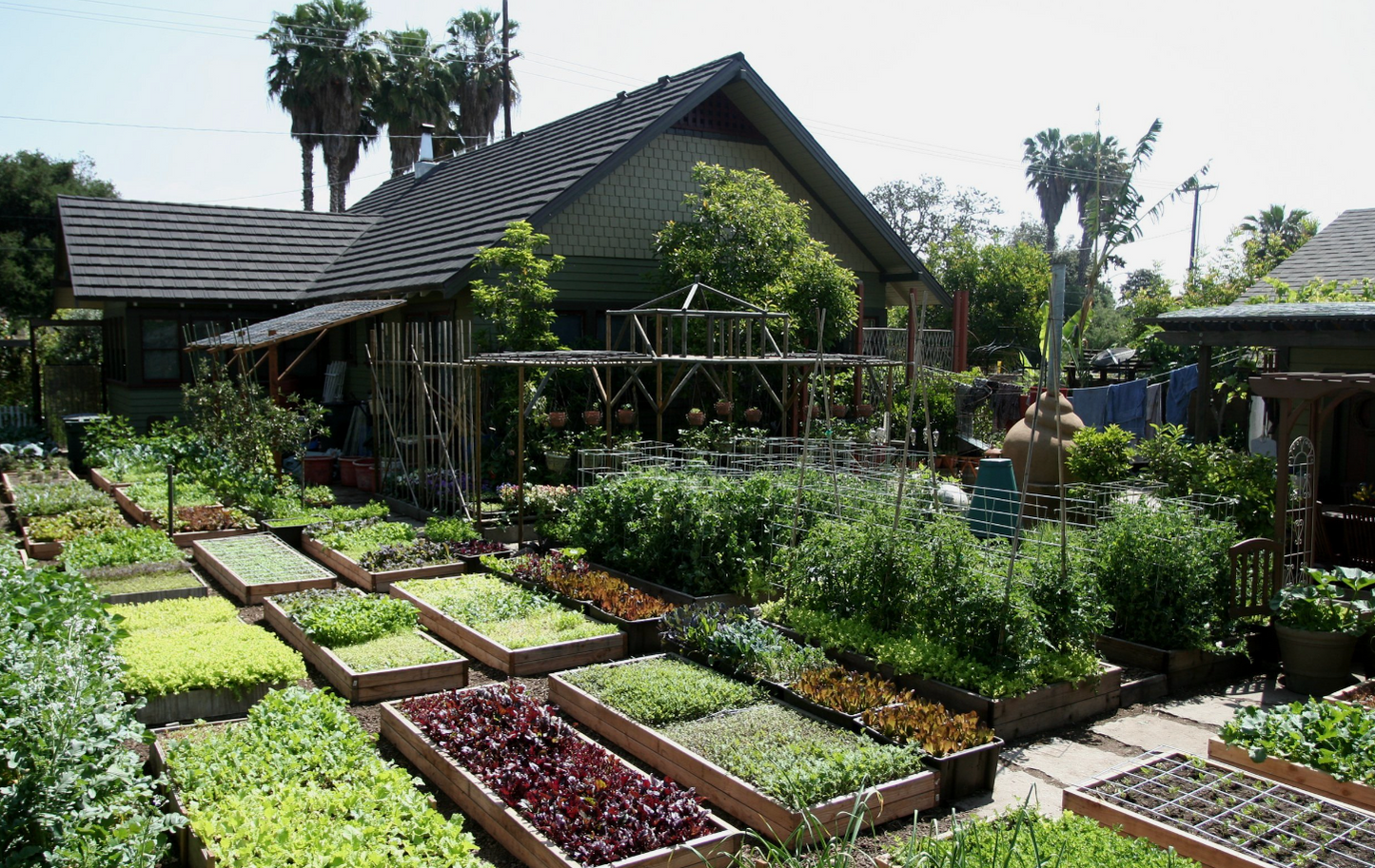 1 Square Foot Plot
