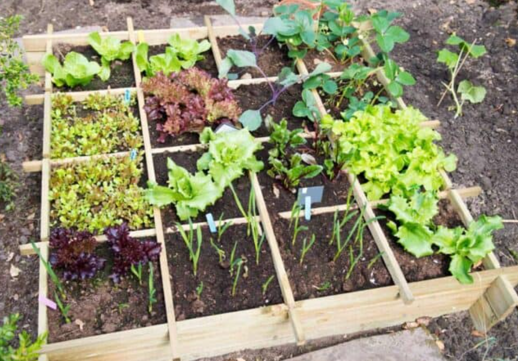 1 Square Foot Plot